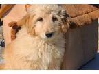 Labradoodle Puppy for sale in Florence, AL, USA