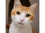 Adopt Nala a Tabby