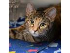 Adopt Mrs. Potts a Torbie