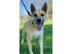 Adopt Willa a Siberian Husky, Mixed Breed