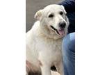 Adopt Luna a White German Shepherd, Great Pyrenees