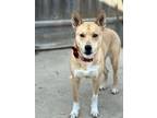 Adopt Dani a Basenji, Shiba Inu