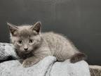 Russian Blue Kitten