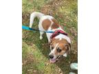 Adopt Izzy a Beagle, Mixed Breed