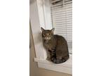 Adopt Apple a Domestic Short Hair, Tiger