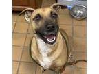 Adopt Zadie a Mixed Breed