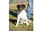 Adopt Vesta a Beagle, Labrador Retriever