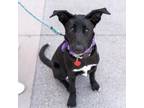 Adopt Crisp a Labrador Retriever, Shepherd