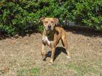 Adopt Noelle a Catahoula Leopard Dog, Pit Bull Terrier