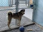 Adopt Daisy COURTESY LISTING a German Shepherd Dog, Siberian Husky