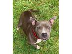 Adopt Jewel a American Staffordshire Terrier