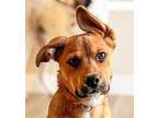 Adopt Holly - Adopt Me! a German Shepherd Dog, American Staffordshire Terrier