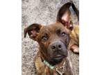 Adopt Noel - Adopt Me! a German Shepherd Dog, American Staffordshire Terrier