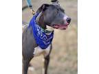 Adopt Peggy Sue a American Staffordshire Terrier, Pit Bull Terrier