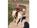 Adopt Roxanne a Pit Bull Terrier