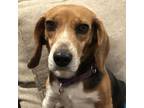 Adopt Freckles a Beagle