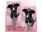 Adopt Willow a Great Dane, Catahoula Leopard Dog