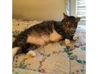 Adopt Sylvie a Domestic Short Hair