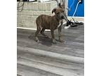 Adopt Macarena a Pit Bull Terrier