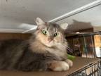 Adopt Gwendolyn a Domestic Long Hair