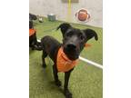 Adopt Merry a Labrador Retriever