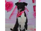 Adopt Major a Catahoula Leopard Dog, Black Labrador Retriever