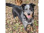 Adopt Molly a Cattle Dog