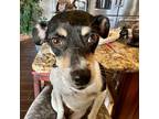 Adopt Lena a Toy Fox Terrier, Rat Terrier