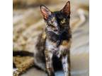 Adopt Chicory a Tortoiseshell