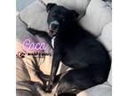 Adopt Coco FKA Salsa a Pit Bull Terrier, Labrador Retriever