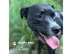 Adopt Coco FKA Salsa a Pit Bull Terrier, Labrador Retriever