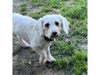 Adopt SophieAnn Grace a Poodle