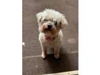 Adopt Buffy and Bella a Shih Tzu, Bichon Frise