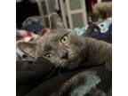 Adopt Misozi (stunning and gentle grey girl) a Domestic Short Hair