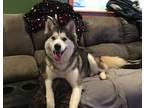 Adopt Khaleesi a Siberian Husky