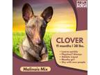 Adopt Clover a Belgian Shepherd / Malinois, Basenji
