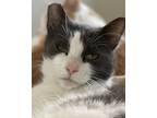 Adopt Lacy a Domestic Short Hair