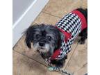 Adopt Rayleigh a Shih Tzu