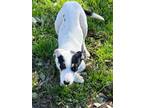 Adopt Brie a Jack Russell Terrier, Mixed Breed