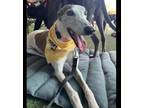 Adopt Carley a Greyhound