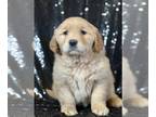 Golden Retriever PUPPY FOR SALE ADN-755635 - Farm raised Golden Retriever pups