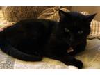 Adopt Midnight a Domestic Short Hair