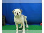 Pug PUPPY FOR SALE ADN-755553 - Beautiful Pug Puppies