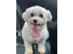 Adopt Fifi a Bichon Frise