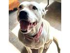 Adopt Harley Quinn a Dogo Argentino, American Staffordshire Terrier