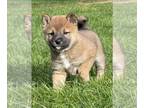 Shiba Inu PUPPY FOR SALE ADN-755484 - Adorable Sesame Shiba Inu Puppy