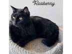 Adopt Raspberry a Domestic Short Hair