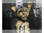 Yorkshire Terrier PUPPY FOR SALE ADN-755412 - AD 2 Yorkie adorable puppies ready