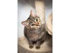 Adopt Catherine a Domestic Short Hair