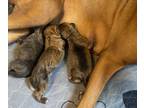 Boxer PUPPY FOR SALE ADN-755446 - Purebred Boxer Puppies